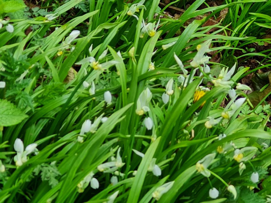 2024-03-31 25 Eaton Marshes with Mid Norfolk Group.jpg