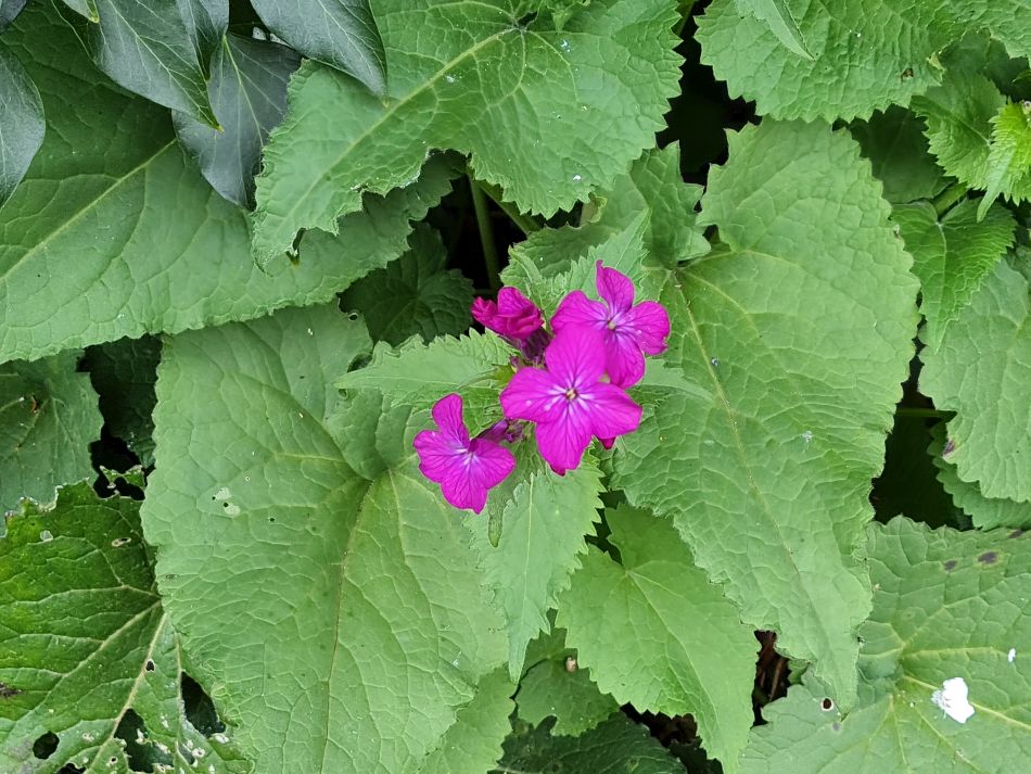2024-03-31 27 Eaton Marshes with Mid Norfolk Group.jpg