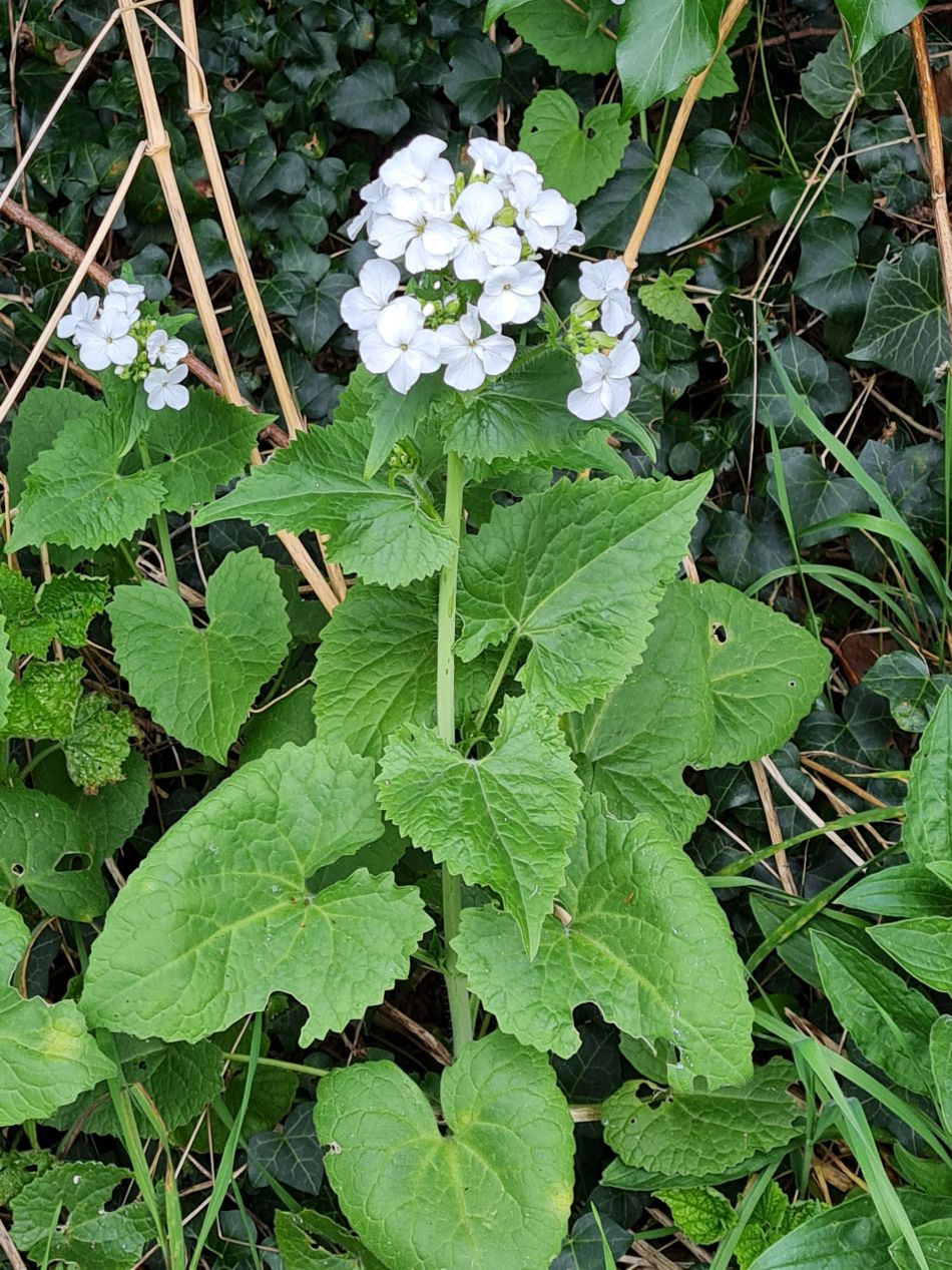 2024-03-31 28 Eaton Marshes with Mid Norfolk Group.jpg