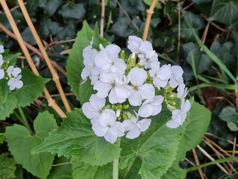 2024-03-31 29 Eaton Marshes with Mid Norfolk Group.jpg