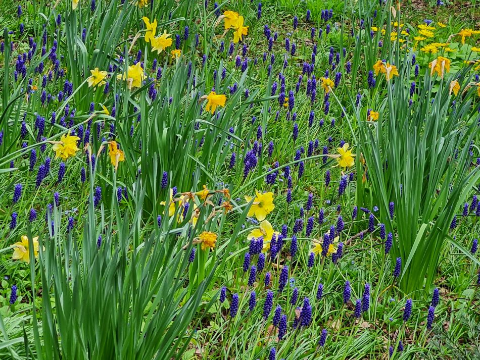 2024-03-31 31 Eaton Marshes with Mid Norfolk Group.jpg
