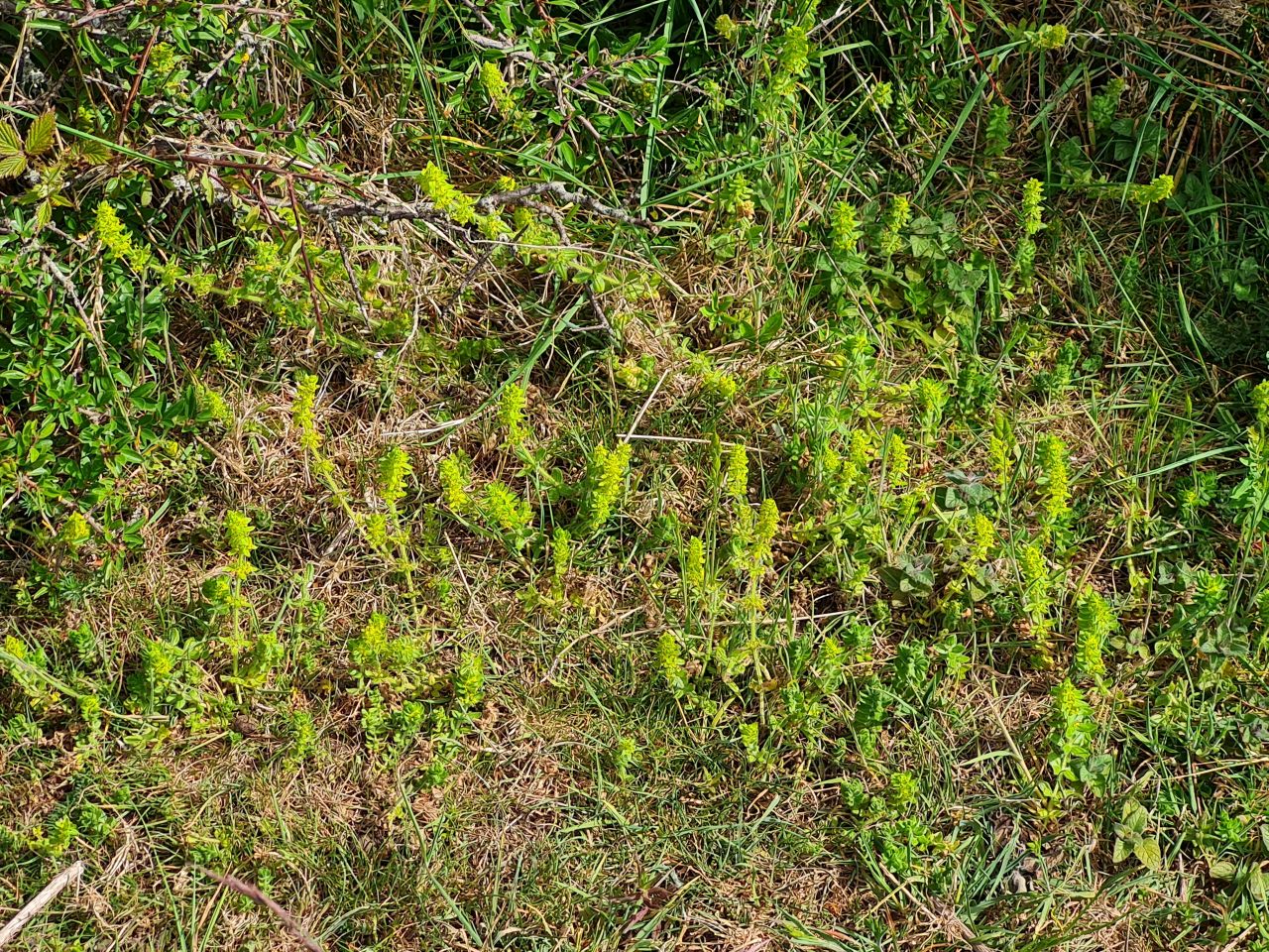 2025-05-17 08 Harting Down.jpg