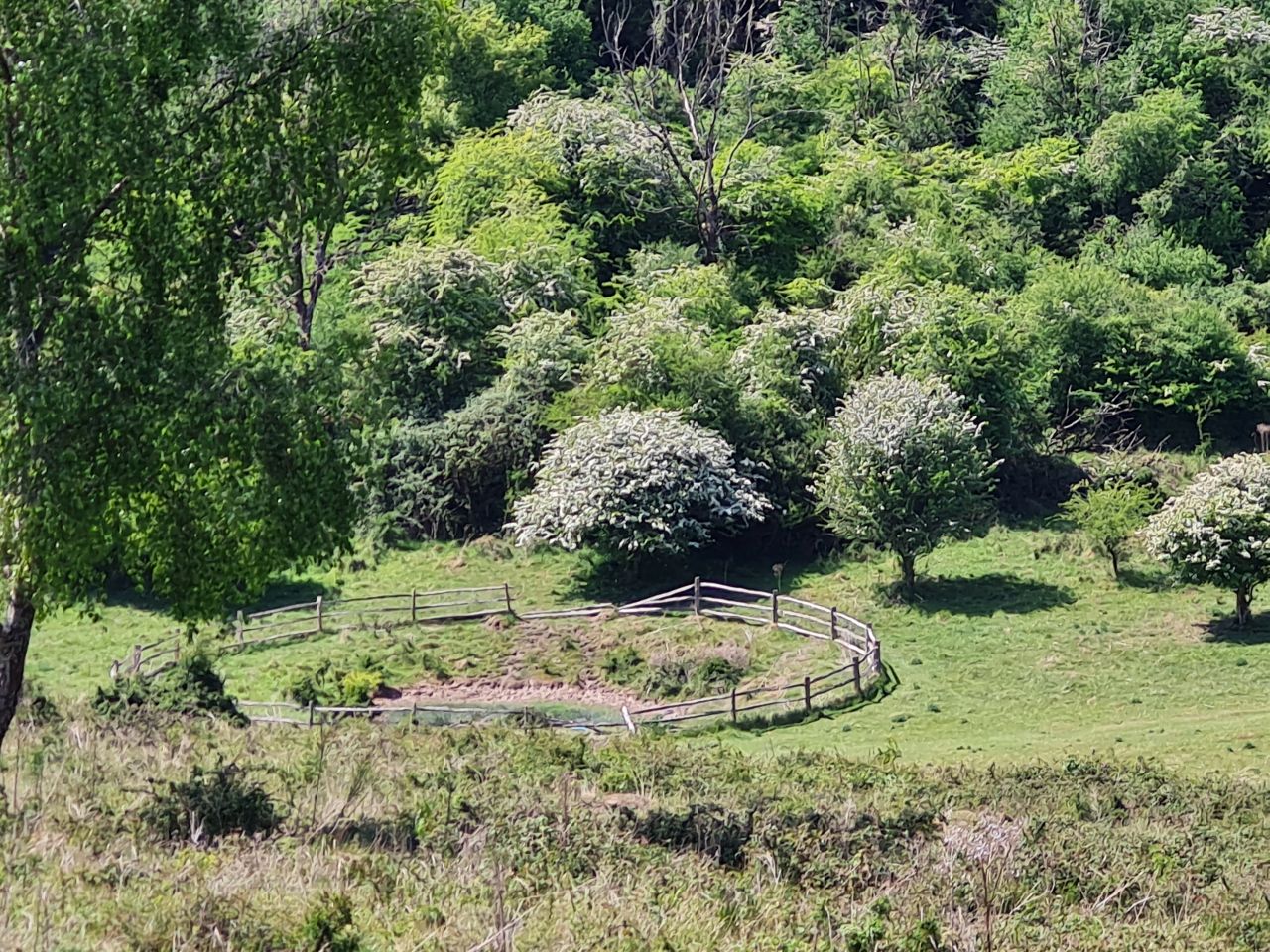 2025-05-17 26 Harting Down.jpg