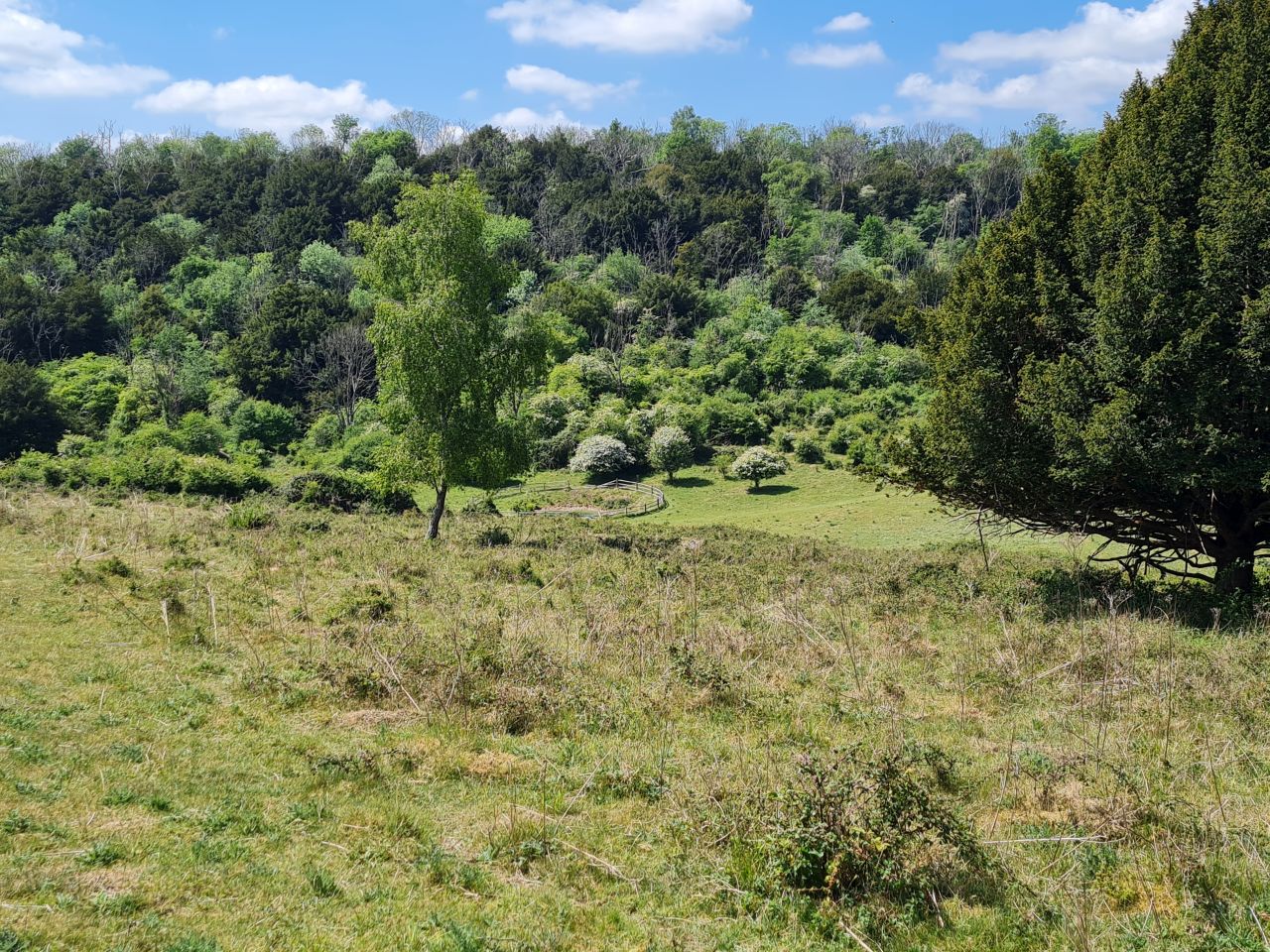 2025-05-17 27 Harting Down.jpg