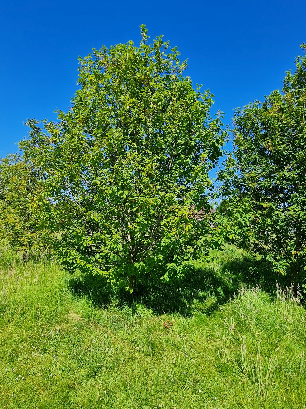 2024-06-20 01 Dickleburgh.jpg