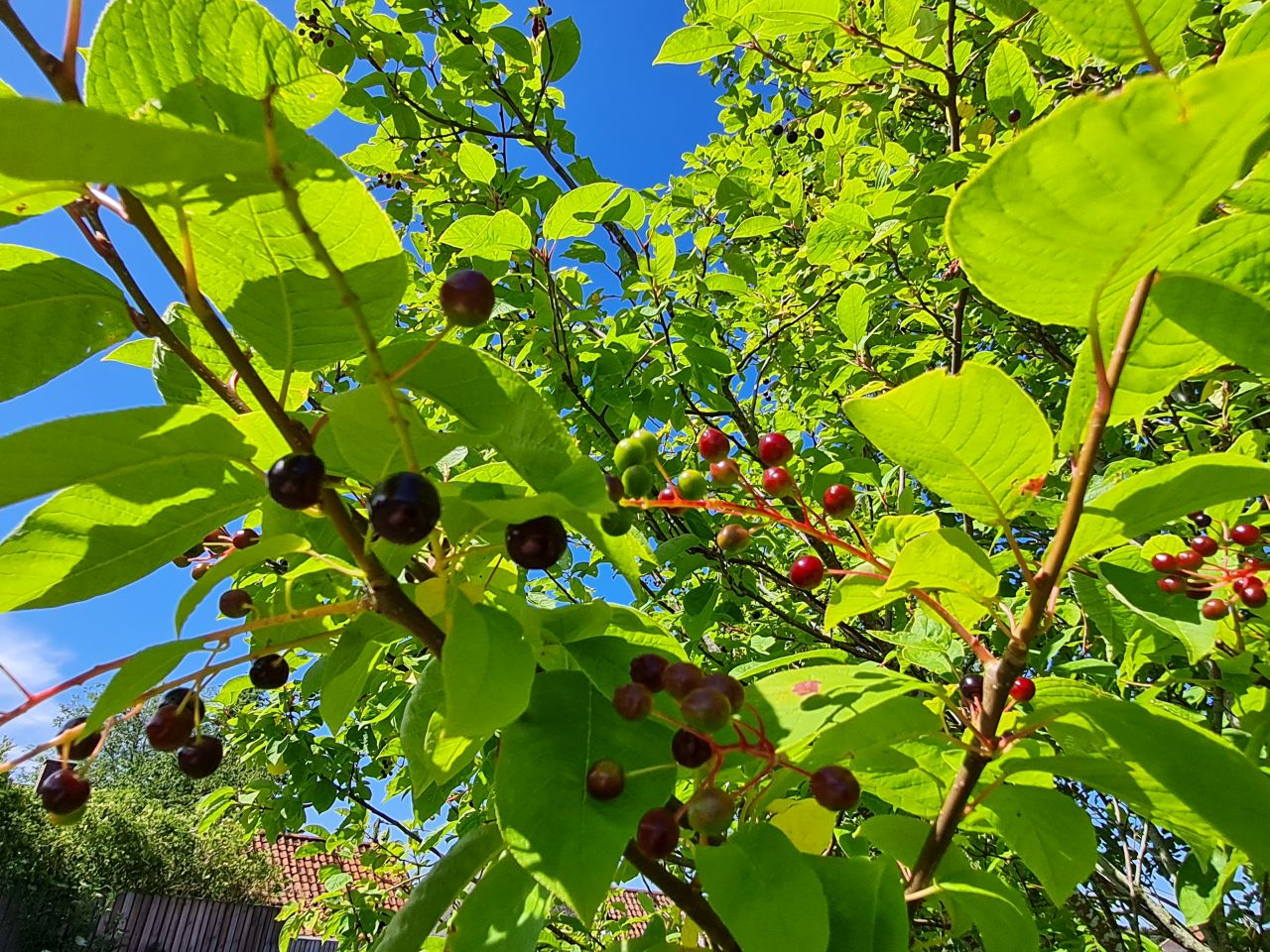 2024-06-20 02 Dickleburgh.jpg