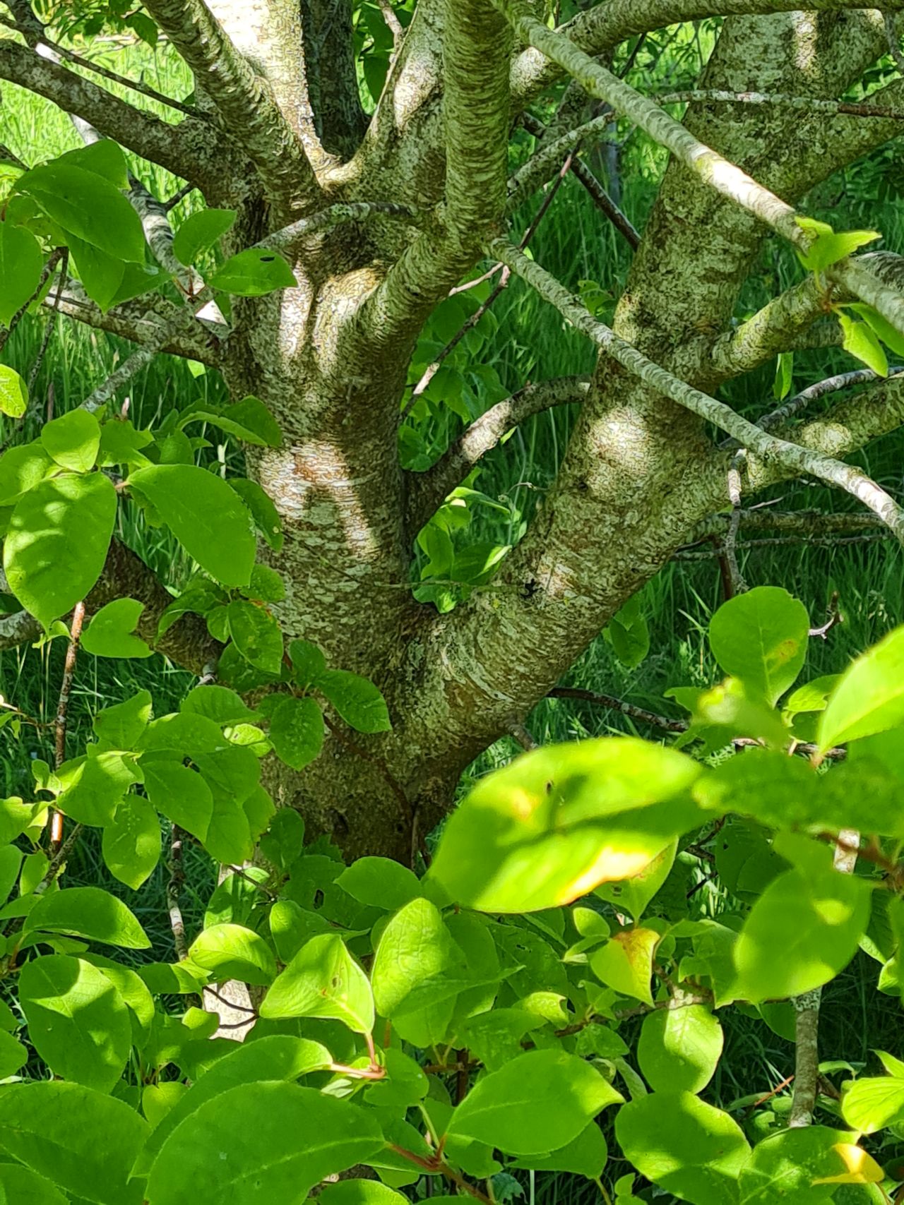 2024-06-20 04 Dickleburgh.jpg