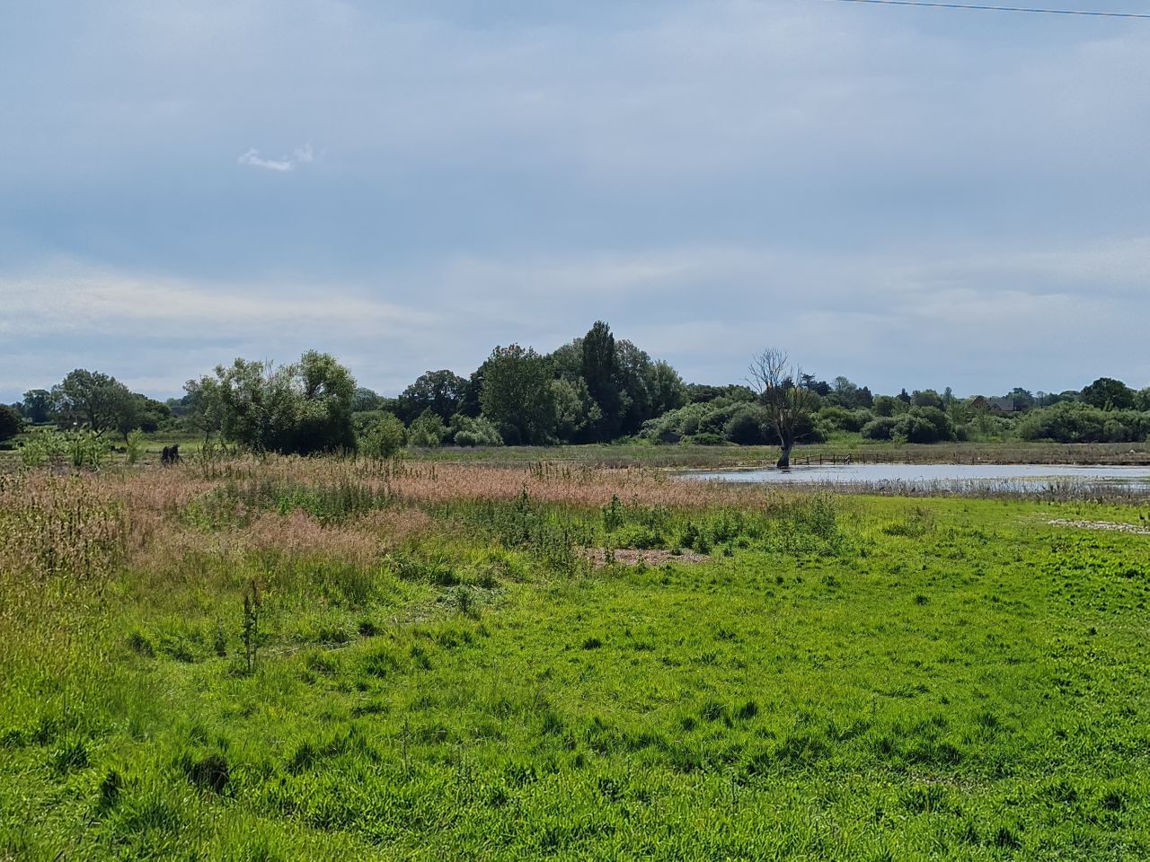 2024-06-20 11 Dickleburgh.jpg