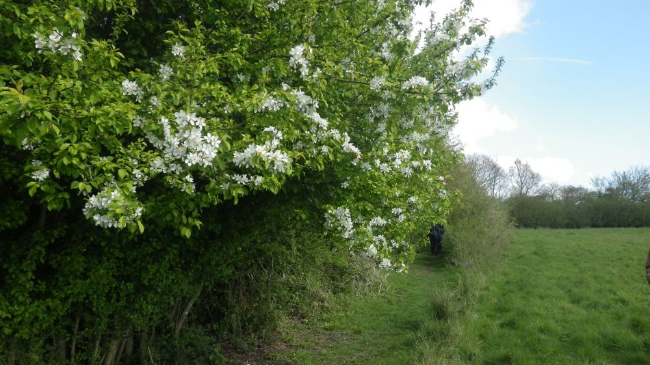 2017-04-19 06 Wissett Area.jpg