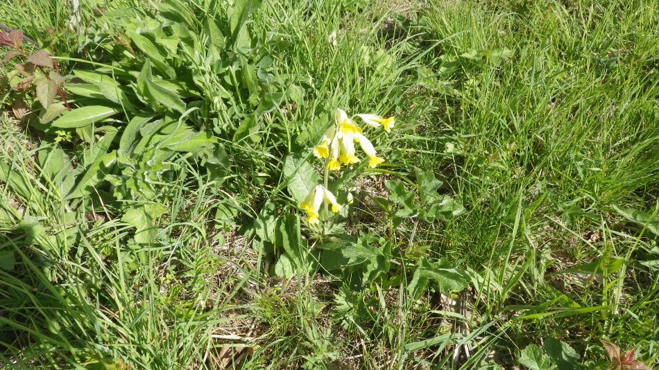 2017-04-19 09 Wissett Area.jpg