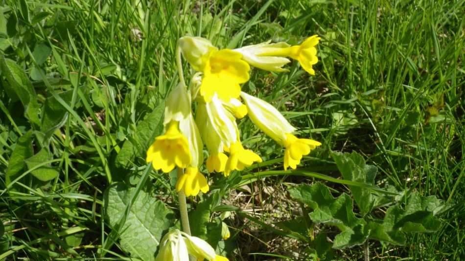 2017-04-19 10 Wissett Area.jpg