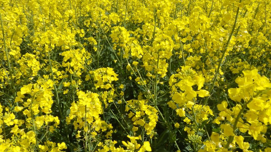 2017-04-19 16 Wissett Area.jpg