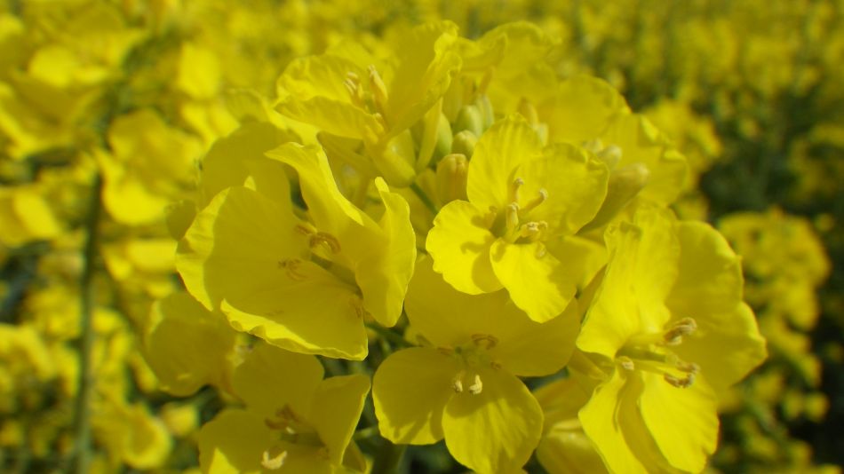 2017-04-19 17 Wissett Area.jpg