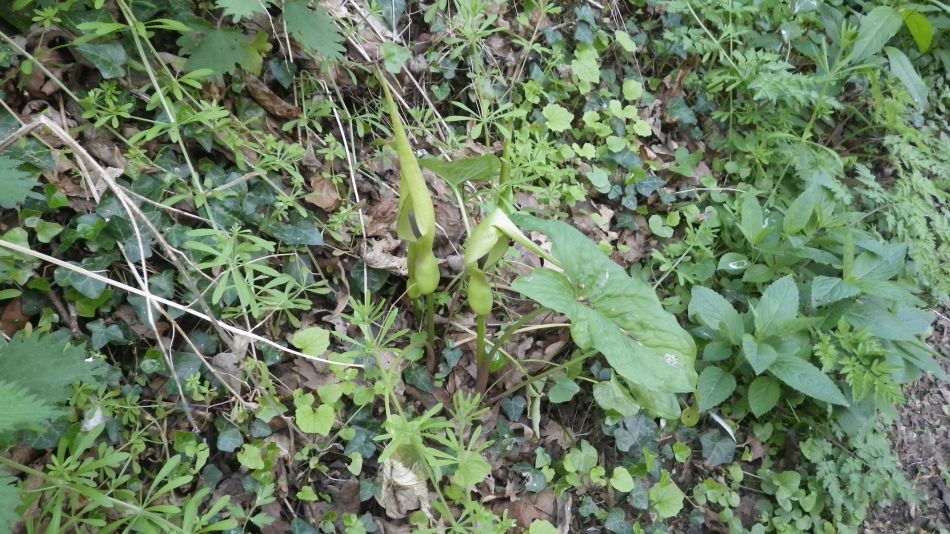 2017-04-19 20 Wissett Area.jpg