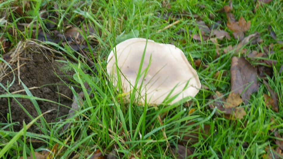 2017-11-16 11 Wissett and St James South Elmham.jpg