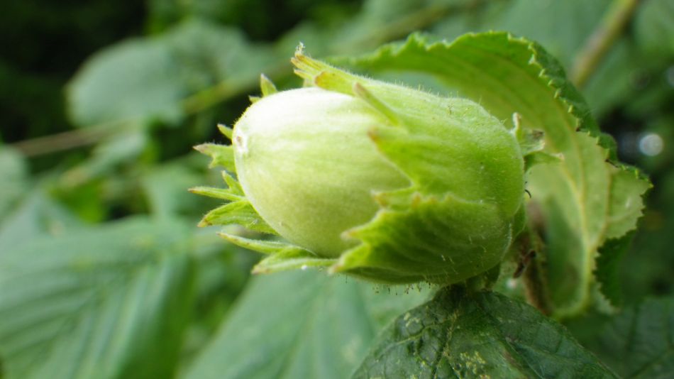 2019-08-01 41 Waveney Way 11 - Saint James and Wissett.jpg