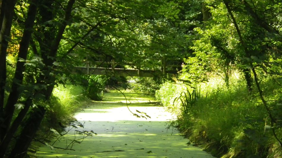 2019-08-01 44 Waveney Way 11 - Saint James and Wissett.jpg