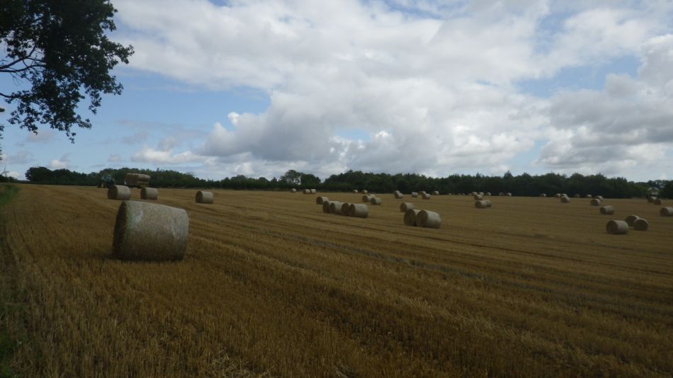 2019-08-15 01 Waveney Way 12 - Wissett and Halesworth.jpg