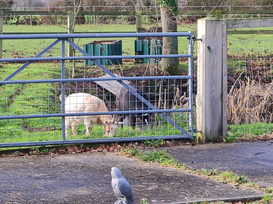 2023-01-04 12 Wissett.jpg