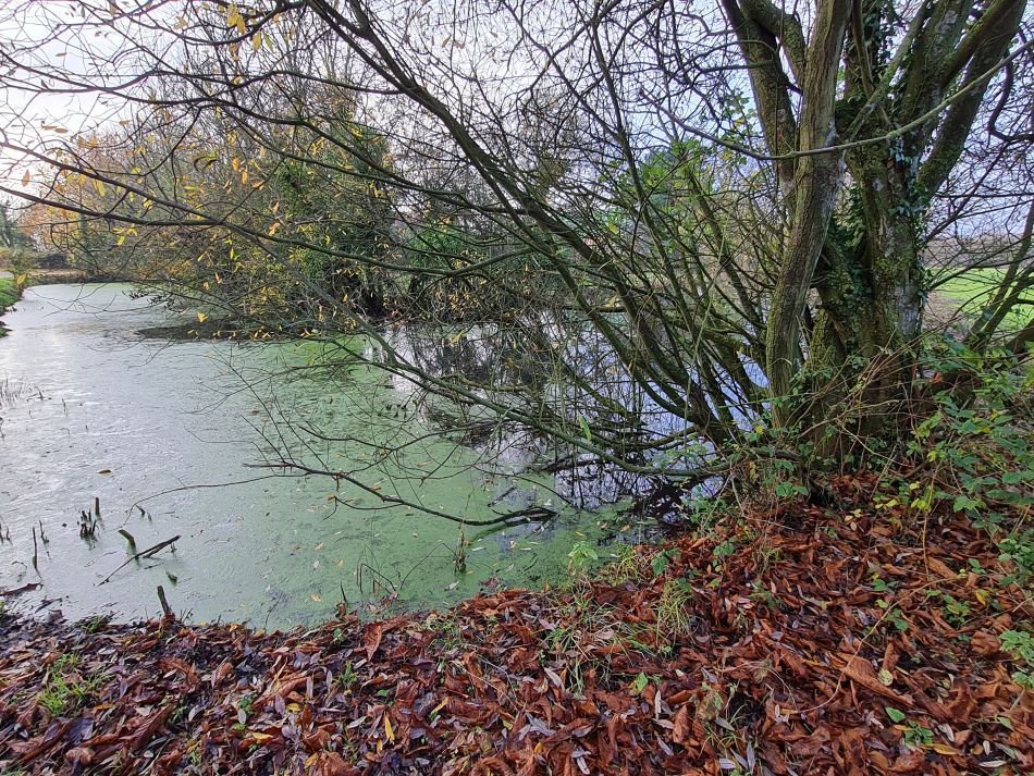 2023-11-29 10 Wissett and Chediston.jpg