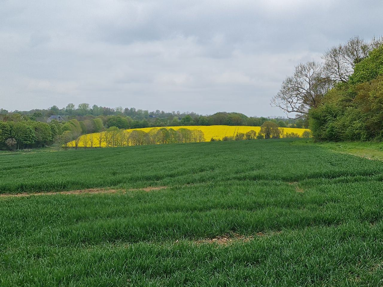 2025-04-25 19 Elmswell.jpg