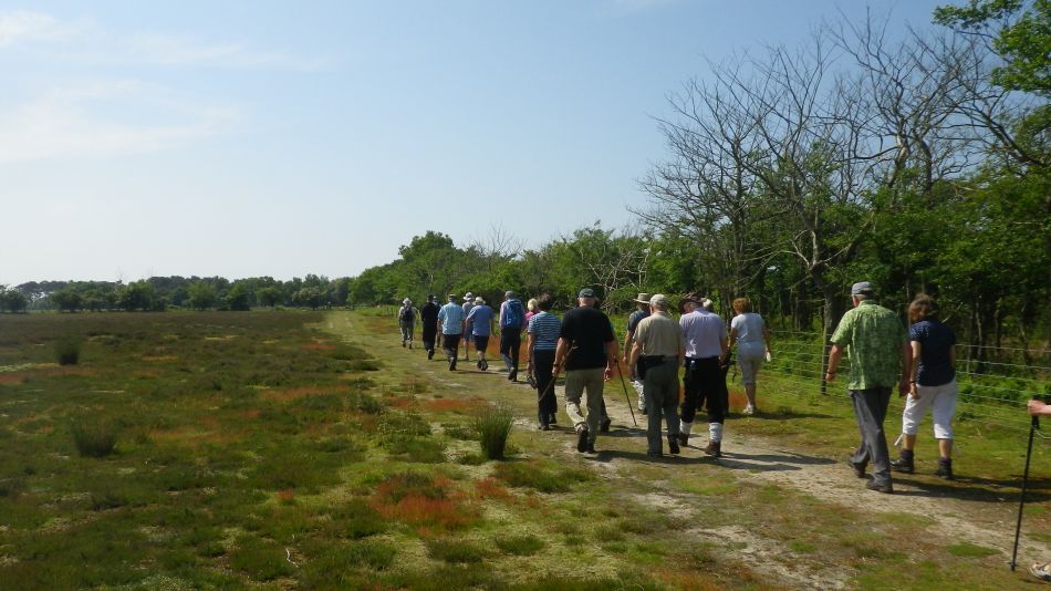 2016-06-08 01 Westleton.jpg