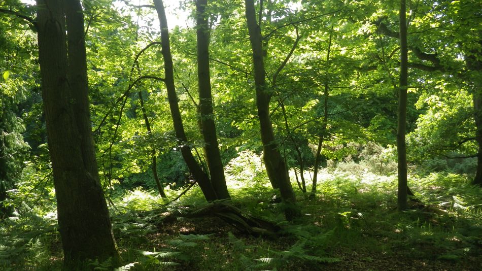 2016-06-08 05 Westleton.jpg