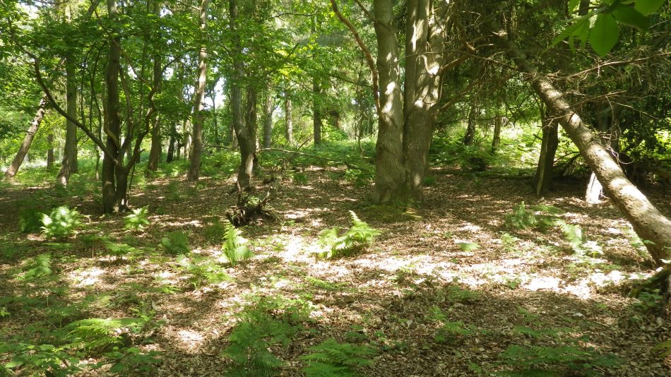 2016-06-08 07 Westleton.jpg