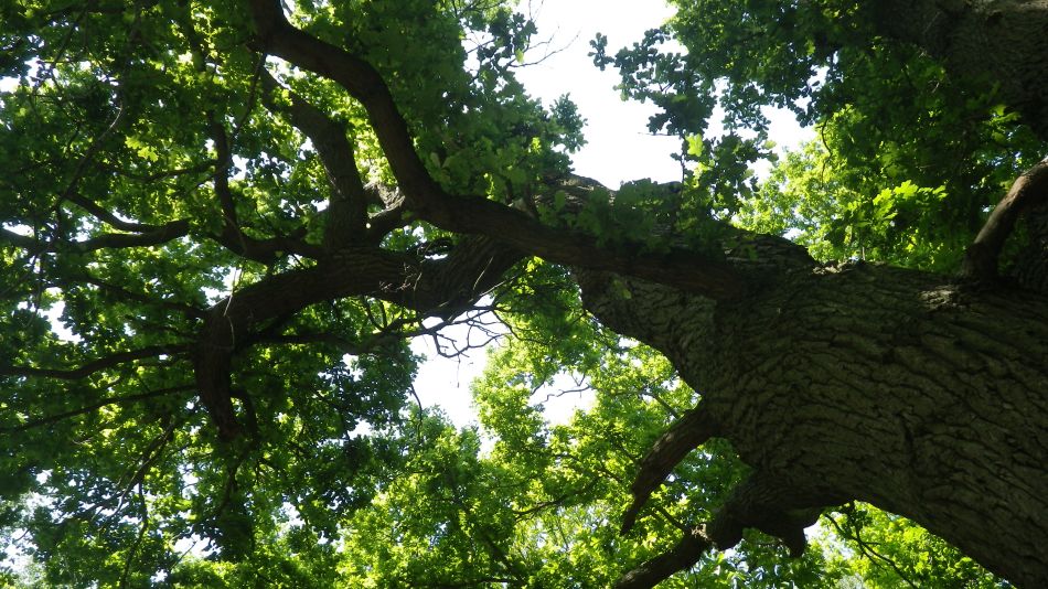 2016-06-08 09 Westleton.jpg