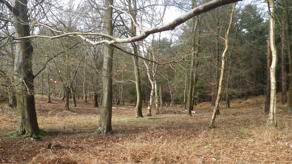 2017-03-08 08 Westleton Heath.JPG