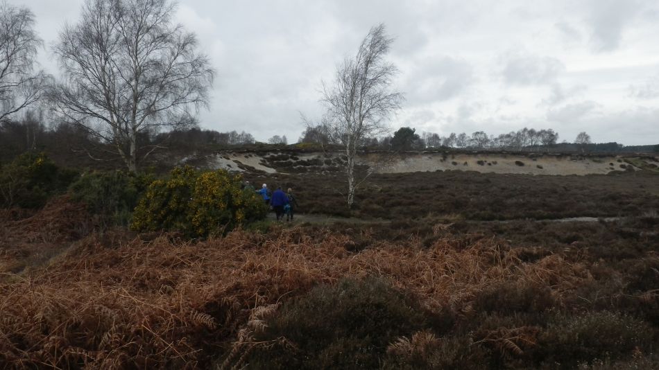 2017-03-08 09 Westleton Heath.JPG