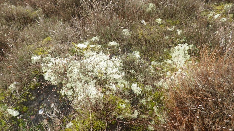 2017-03-08 10 Westleton Heath.JPG