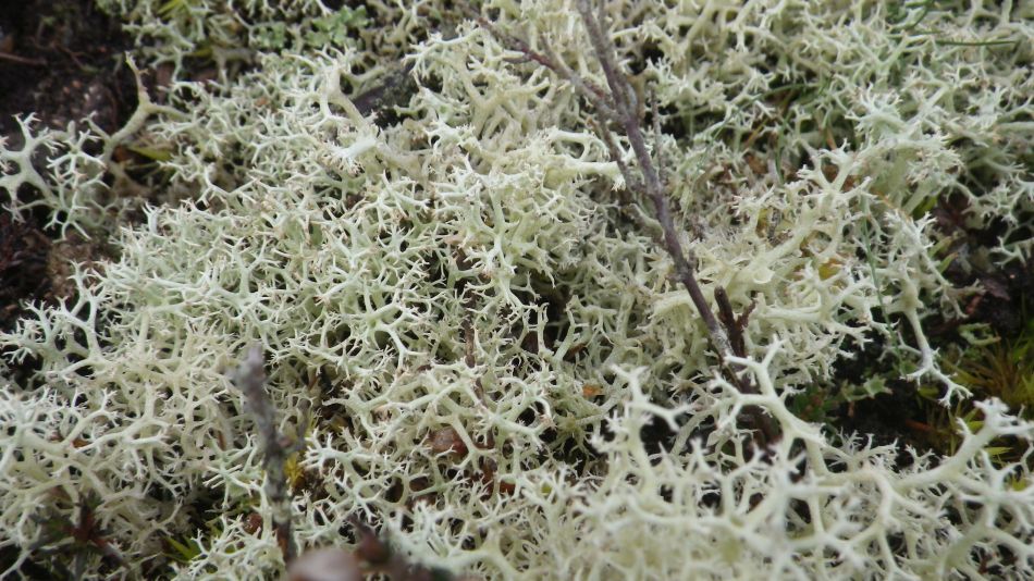 2017-03-08 11 Westleton Heath.JPG