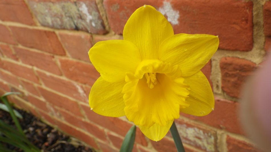 2017-03-08 13 Westleton Heath.JPG