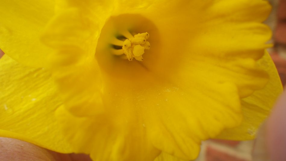 2017-03-08 14 Westleton Heath.JPG