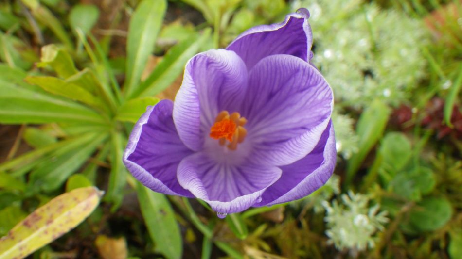 2017-03-08 15 Westleton Heath.JPG