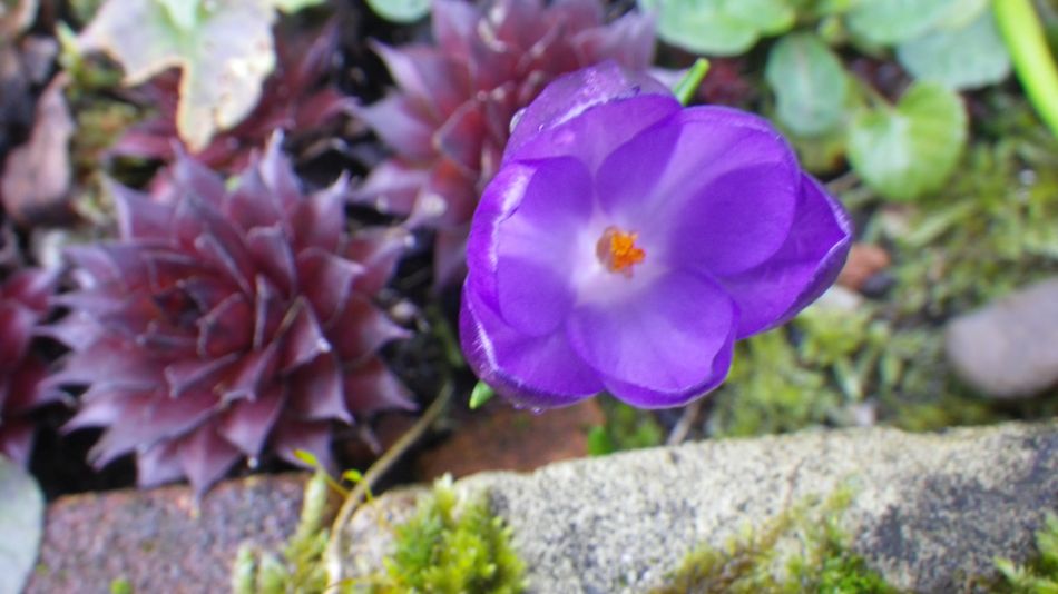 2017-03-08 16 Westleton Heath.JPG