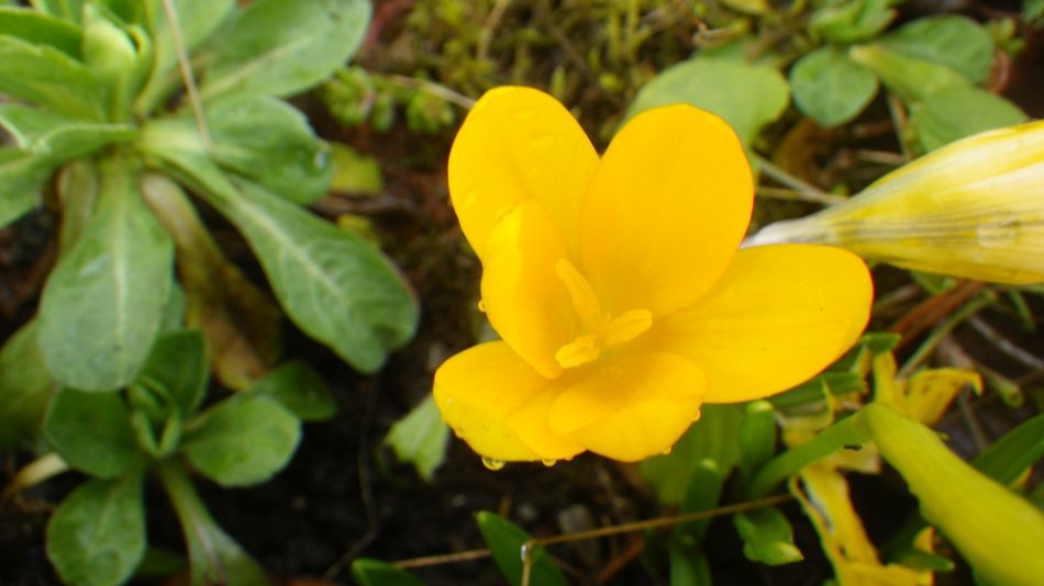 2017-03-08 17 Westleton Heath.JPG