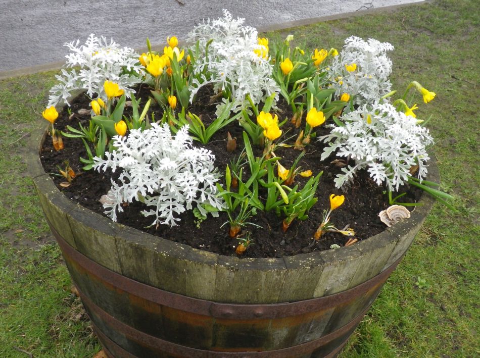 2017-03-08 21 Westleton Heath.JPG