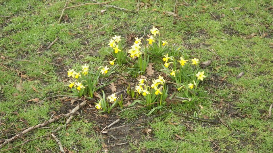 2017-03-08 24 Westleton Heath.JPG