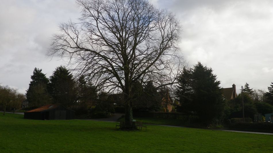 2017-03-08 28 Westleton Heath.JPG