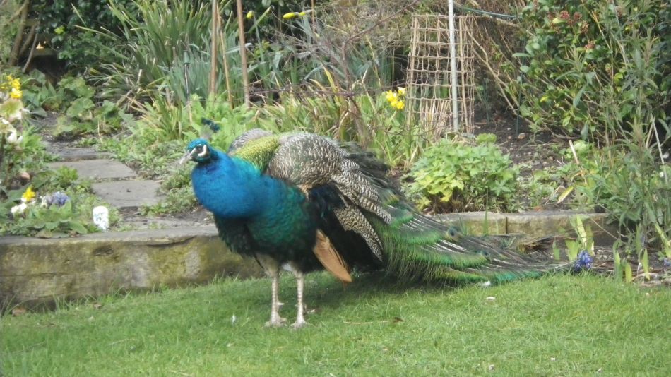 2017-03-08 29 Westleton Heath.JPG