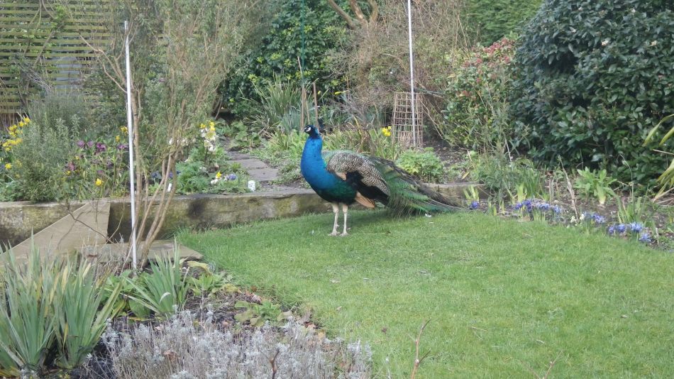 2017-03-08 30 Westleton Heath.JPG