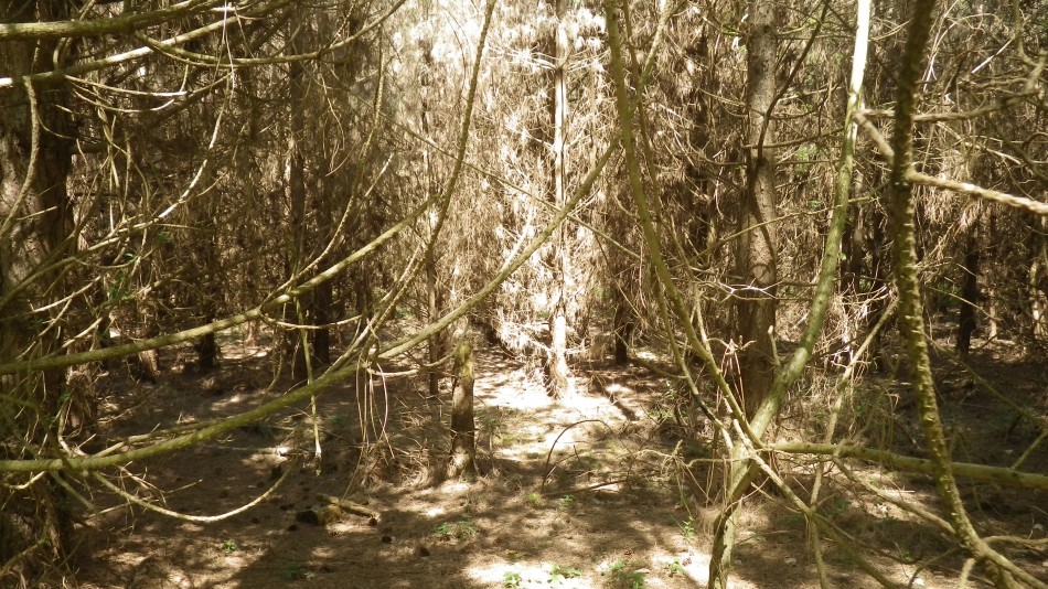 2017-05-10 03 Westleton and Black Slough Area.jpg