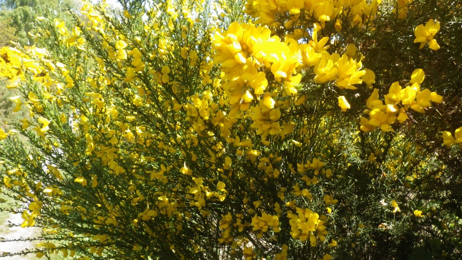 2017-05-10 06 Westleton and Black Slough Area.jpg