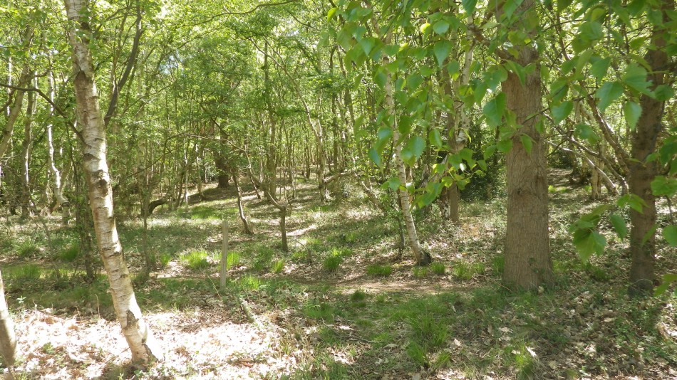 2017-05-10 08 Westleton and Black Slough Area.jpg