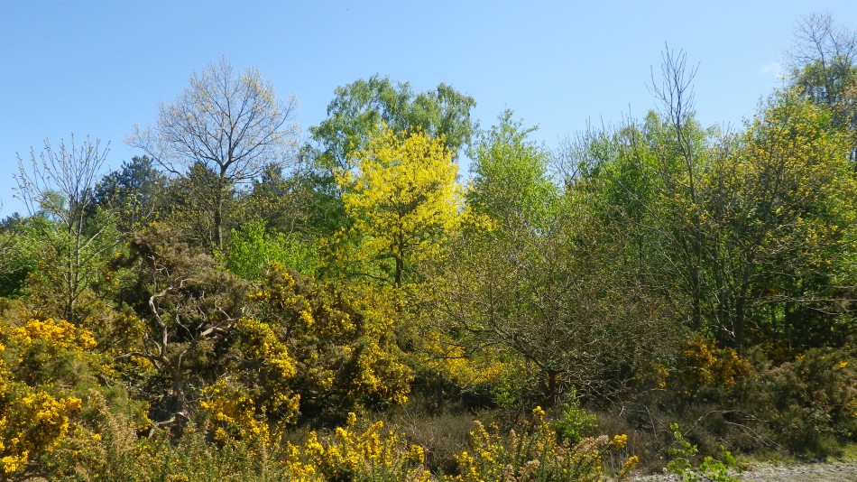 2017-05-10 09 Westleton and Black Slough Area.jpg