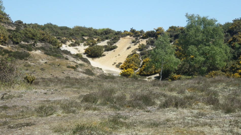 2017-05-10 16 Westleton and Black Slough Area.jpg