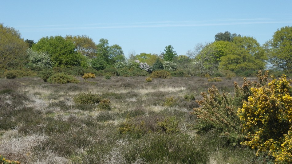 2017-05-10 17 Westleton and Black Slough Area.jpg