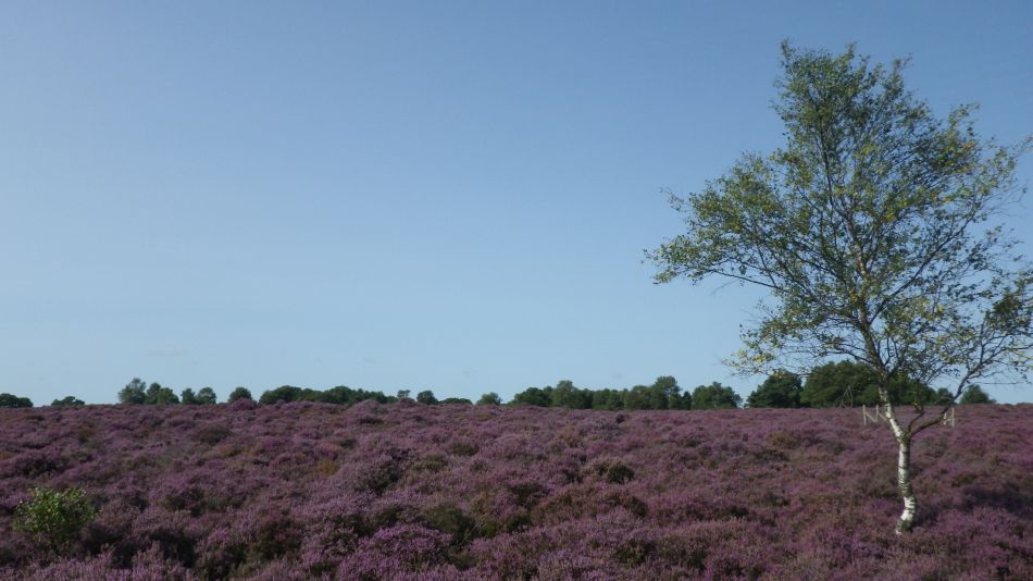 2017-08-20 04 Ipswich Group around Minsmere.jpg